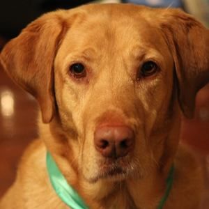 Meet your Posher, Rosemary